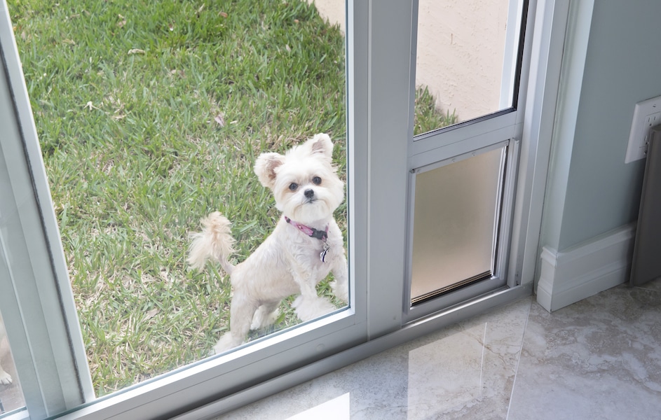 Adorable little white dog is outside looking in a house.